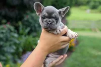 Flora Jane 🩷, a female French Bulldog for sale in Fresno, OH – 3 of 10
