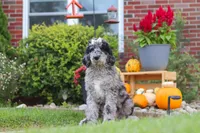 Raina, a female Newfypoo for sale in Fresno, OH – 5 of 6