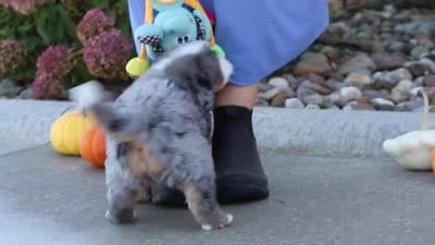 Bogey, a male Miniature Bernedoodle for sale in Fresno, OH – 9 of 9