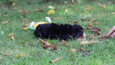 Jannet, a female Miniature Bernedoodle for sale in Fresno, OH – 6 of 6