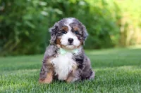 Finn, a male Miniature Bernedoodle for sale in Fresno, OH – 3 of 6