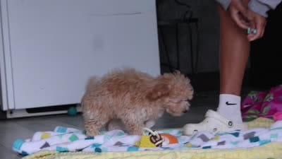 Brodie, a male Havapoo for sale in Fresno, OH – 7 of 7