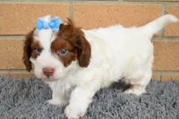 Prince, a male Doxiepoo for sale in Fresno, OH – 2 of 9