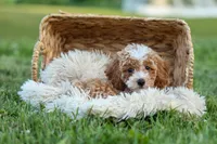 Ginger 🌸, a female Poodle - Miniature  for sale in Fresno, OH – 8 of 10