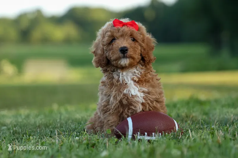 Tyson 💙✨ – Poodle - Miniature  puppy for sale in Fresno, OH