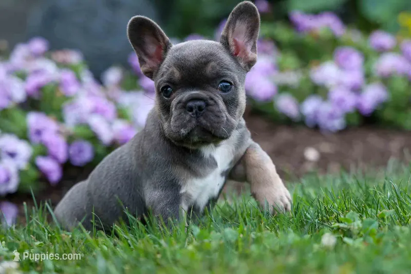 Francie💕 – French Bulldog puppy for sale in Fresno, OH