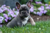 Francie💕, a female French Bulldog for sale in Fresno, OH – 1 of 9