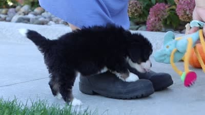 Smoke, a male Miniature Bernedoodle for sale in Fresno, OH – 8 of 8