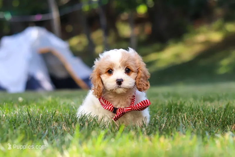 Asher – Cavapoo puppy for sale in Fresno, OH