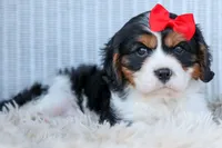 Winston 🐶, a male Cavalier King Charles Spaniel for sale in Fresno, OH – 7 of 10