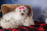 Dorria, a female Bichon Frise for sale in Fresno, OH – Photo 10 of 10