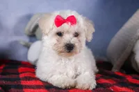 Dorria, a female Bichon Frise for sale in Fresno, OH – Photo 1 of 10