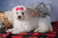 Dorria, a female Bichon Frise for sale in Fresno, OH – Photo 8 of 10