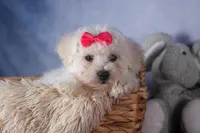 Dorria, a female Bichon Frise for sale in Fresno, OH – Photo 7 of 10