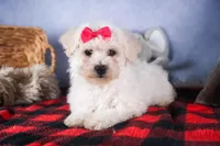 Dorria, a female Bichon Frise for sale in Fresno, OH – Photo 4 of 10