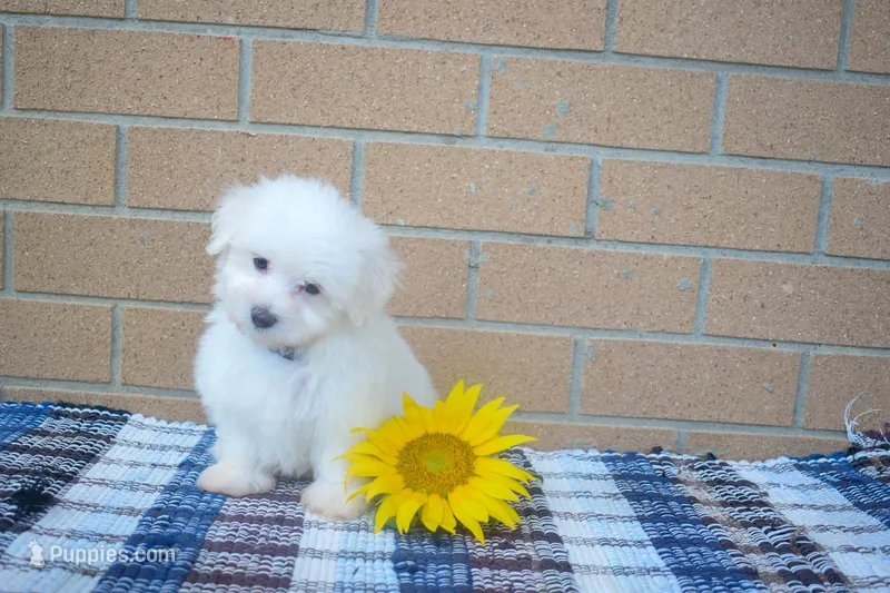 Ryan 🩵 – Maltese puppy for sale in Fresno, OH