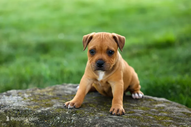 Marley 🌸🐾 – Staffordshire Bull Terrier puppy for sale in Fresno, OH