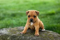 Marley 🌸🐾, a female Staffordshire Bull Terrier for sale in Fresno, OH – 1 of 10
