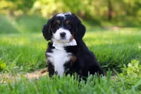 Millie, a female Miniature Bernedoodle for sale in Fresno, OH – 4 of 6