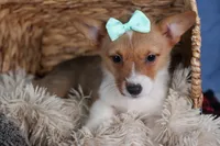 Maggie, a female Pembroke Welsh Corgi for sale in Fresno, OH – Photo 4 of 9