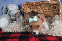 Maggie, a female Pembroke Welsh Corgi for sale in Fresno, OH – Photo 7 of 9