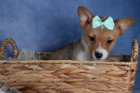 Maggie, a female Pembroke Welsh Corgi for sale in Fresno, OH – Photo 6 of 9