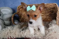 Maggie, a female Pembroke Welsh Corgi for sale in Fresno, OH – Photo 3 of 9