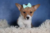 Maggie, a female Pembroke Welsh Corgi for sale in Fresno, OH – Photo 1 of 9