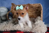 Maggie, a female Pembroke Welsh Corgi for sale in Fresno, OH – Photo 5 of 9