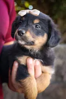 Leo 🐾, a female Miniature Aussiedoodle for sale in Fresno, OH – 5 of 9