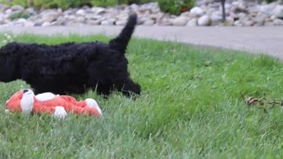 Issebelle, a female Newfypoo for sale in Fresno, OH – 7 of 7
