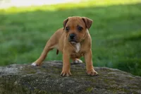 Marley 🌸🐾, a female Staffordshire Bull Terrier for sale in Fresno, OH – 9 of 10