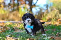 Bones, a male Miniature Bernedoodle for sale in Fresno, OH – 5 of 7
