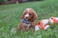 Jaxon, a male Cavapoo for sale in Fresno, OH – 8 of 9