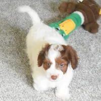 Prince, a male Doxiepoo for sale in Fresno, OH – 4 of 9