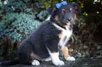 Langston 🐶, a female Miniature Aussiedoodle for sale in Fresno, OH – 5 of 9