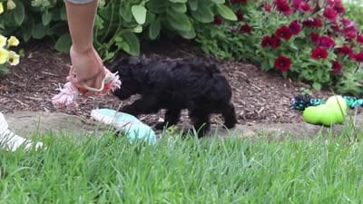 Randall, a male Yorkipoo for sale in Fresno, OH – 6 of 6