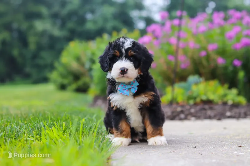 Shia – Miniature Bernedoodle puppy for sale in Fresno, OH
