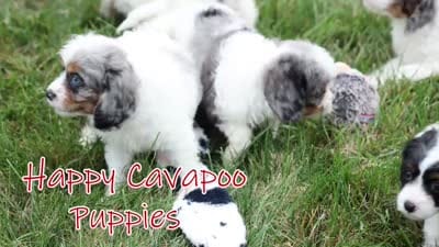   Preston🎀, a female Cavapoo for sale in Fresno, OH – 10 of 10