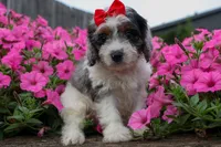  Prince , a male Cavapoo for sale in Fresno, OH – 7 of 10
