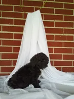 🐾 Meet Lily – Beautiful F1B Yorkiepoo Puppy! 🐾, a female Yorkipoo for sale in Fresno, OH – 4 of 5