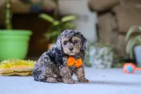 Carter, a male Poodle - Miniature  for sale in Fresno, OH – 5 of 6