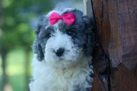 Gabby 🩷🐶, a female Cavapoo for sale in Fresno, OH – 2 of 10