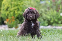 Cherri, a female Newfypoo for sale in Fresno, OH – 2 of 7