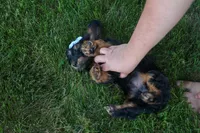 Harley 🦴🐶, a male Miniature Dachshund for sale in Fresno, OH – 10 of 10