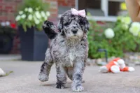Raina, a female Newfypoo for sale in Fresno, OH – 3 of 8