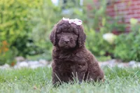 Chloe, a female Newfypoo for sale in Fresno, OH – 6 of 8