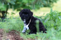 Riley, a male Havapoo for sale in Fresno, OH – 6 of 10