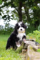 Weasley, a male Miniature Bernedoodle for sale in Fresno, OH – 7 of 8
