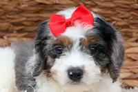  Prince , a male Cavapoo for sale in Fresno, OH – 2 of 10